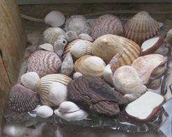Muschelschale Schale mit verschiedenem Strandgut